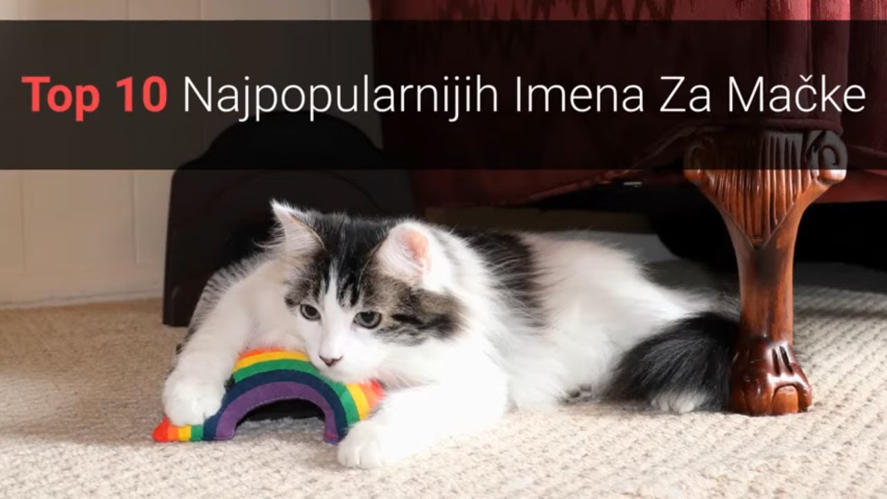 Sićušna debela maca