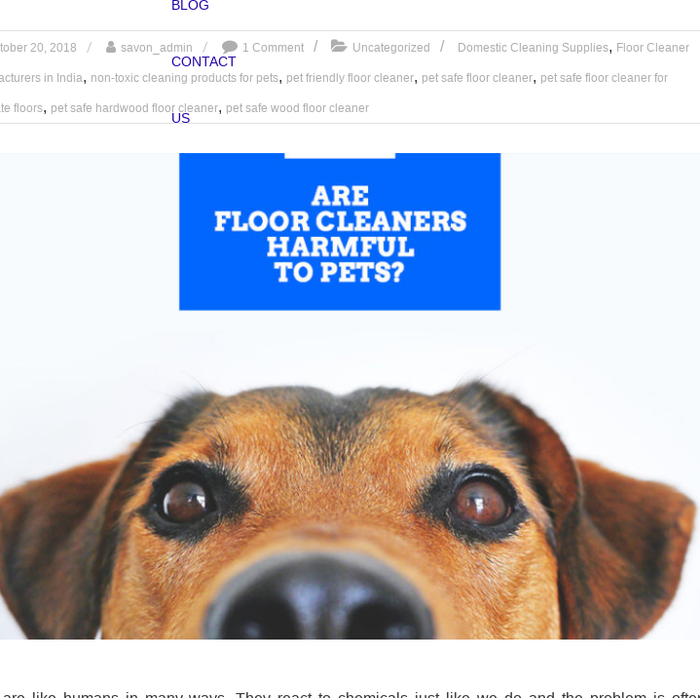 Mix Floor Cleaners And Safety Of Pets A Brief Guide